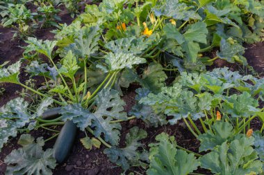Yeşil yapraklı kabak çalıları, çiçekler ve güneşli bir sabah tarlasında koyu yeşil meyveler.