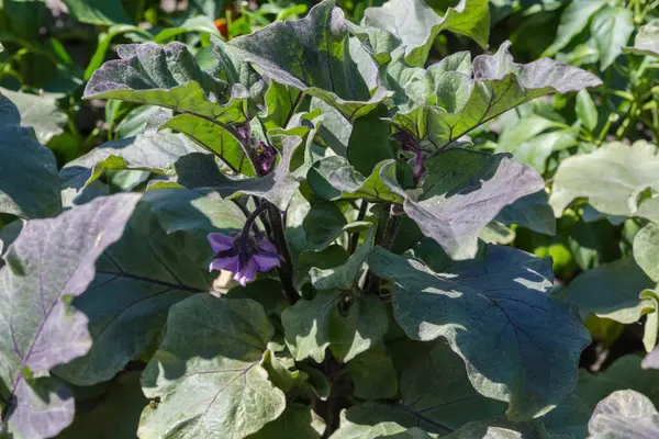 stock image Bush of the eggplant with green-purple leaves and purple flowers on a field in sunny day, close-up