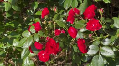 Bahçedeki güller, küçük kırmızı çiçekler, üst manzara.