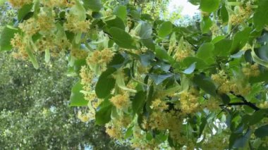 Rüzgarlı havalarda açan ıhlamur dalları