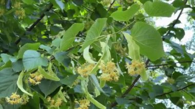 Rüzgarlı havalarda açan ıhlamur dalları