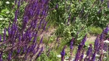 Güneşli yaz gününde çiçek açan bilge ağaçlar