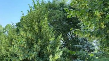 Bulutlu yaz sabahında açan ıhlamur ağaçları.