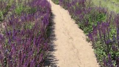 Çiçekli orman adaçayı, güneşli bir günde toprak yolun yanında.