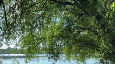 Söğüt dalları sarkan gölet suyun arkasında.