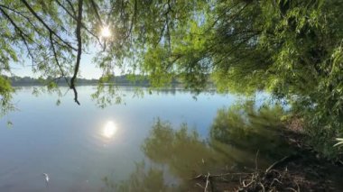 Söğüt dalları sarkan gölet suyun arkasında.