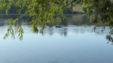 Söğüt dalları sarkan ve yüzen evcil kazları olan gölet.