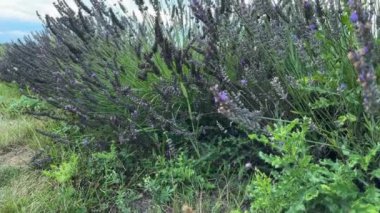 Akşamları gökyüzünde açan lavanta çalıları