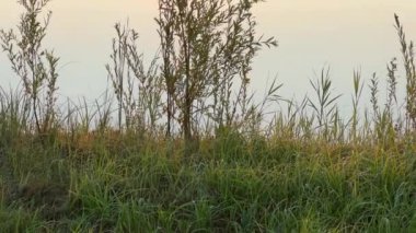 Durgun suyla göl ve yaz gündoğumu boyunca yükselen sis