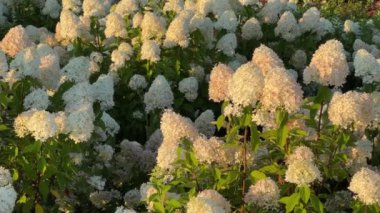 Yazın doğuşunda beyaz çiçeklerle ekilmiş hortensiya çalıları