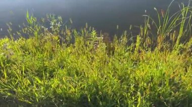 Su birikintisinin kıyısındaki farklı otlar.