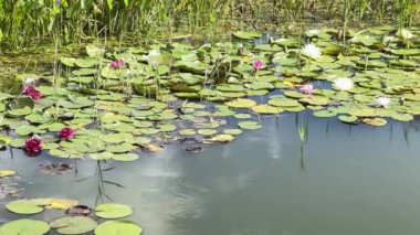Su zambakları güneşli bir günde suda farklı renkte olur.