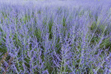 Çiçek açan Perovskia atriplisifolia çalıları, ayrıca salvia yangii olarak da bilinir, güneşli bir günde bir tarlada mor-mavi çiçekleri kabartmasıyla