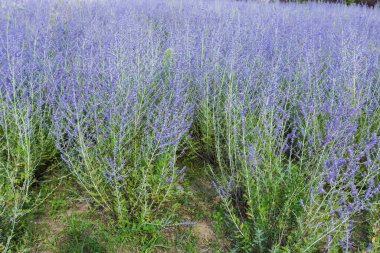 Bushes of the blooming Perovskia atriplicifolia, also known as salvia yangii with inflorescence of the purple-blue flowers on a field in sunny day clipart