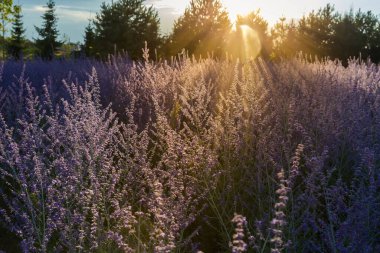 Field of the blooming Perovskia atriplicifolia, also known as salvia yangii with inflorescence of the purple-blue flowers against the trees in summer sunset backlit clipart