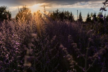 Çiçekli Perovskia atriplicifolia, Salvia yangii olarak da bilinir, yaz günbatımında bir tarlada mor-mavi çiçeklerin parlaklığıyla