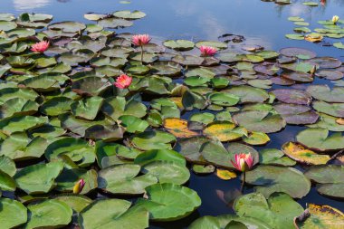 Yaz güneşli bir günde, su yüzeyinde yuvarlak yaprakların arasında süzülen kırmızı çiçekli nilüferler.