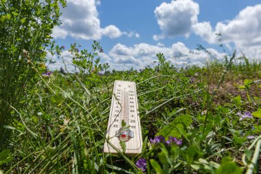 Çayırın çeşitli çimenler, çiçekler ve açık hava termometresiyle kaplanmış bir bölümü yazın bulutlarla kaplı, gökyüzünün bulanık bir zemininde uzanıyordu.
