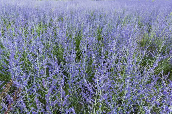 stock image Bushes of the blooming Perovskia atriplicifolia, also known as salvia yangii with inflorescence of the purple-blue flowers on a field in sunny day