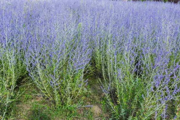 stock image Bushes of the blooming Perovskia atriplicifolia, also known as salvia yangii with inflorescence of the purple-blue flowers on a field in sunny day