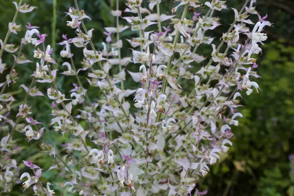 stock image Part of the stem of blooming Salvia sclarea, also known as clary sage in  overcast day on a dark blurred background, close-up in selective focus