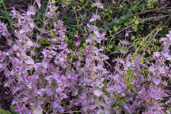 stock image Tops of the stems of blooming Salvia sclarea, also known as clary sage in overcast day on a dark blurred background, close-up