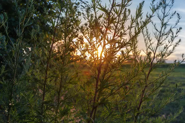 stock image Part of the high stems of mugwort bush, species Artemisia vulgaris, also known as common mugwort on field in evening light against the summer cloudy sky with setting sun