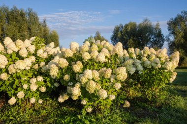 Bushes of the young cultivated hortensia, also known as smooth hydrangea with panicles of white flowers in sunny morning after a sunrise clipart