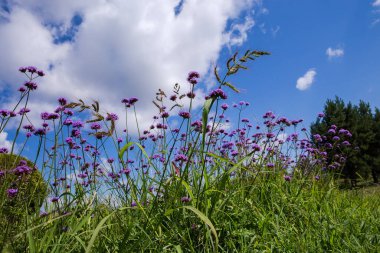 Mor çiçekli mine çiçeğinin kökleri diğer çimenlerin arasında güneşli bir günde gökyüzüne karşı, aşağıdan çekim noktası