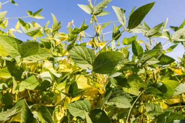 Yeşil ve sarı yapraklı soya fasulyesinin kökleri ve güneşli havada tarlanın kenarındaki olgunlaşmamış kapsüller, aşağıdan çekim noktası.