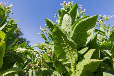 Çiçek açan tütün bitkilerinin kökleri Nicotiana tabacum bir tarlada güneşli bir sabahta açık gökyüzüne karşı, alttan çekim noktası
