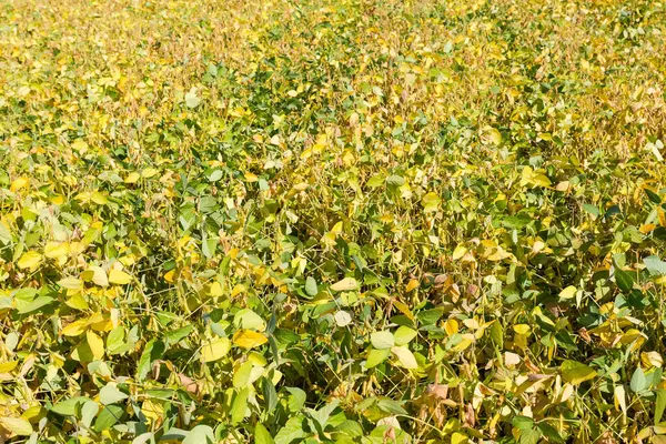 stock image Planting of the soybean with green and yellow leaves and unripe pods on a field in sunny weather