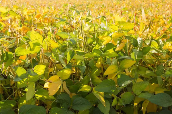 stock image Stems of the soybean with green and yellow leaves and unripe pods on a field in sunny weather backlit