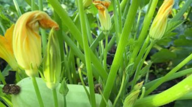 Tarlada açık yeşil meyveli sebze iliği çalılığı