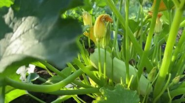 Tarlada açık yeşil meyveli sebze iliği çalılığı