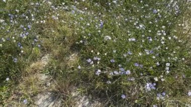 Güneşli bir günde yol kenarında çiçekli hindiba çalıları