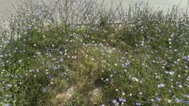 Güneşli bir günde yol kenarında çiçekli hindiba çalıları