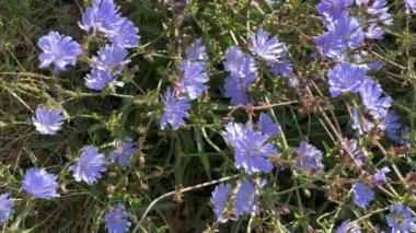 Çiçekli hindiba çalısı. Güneşli bir günde çimento tarlası.