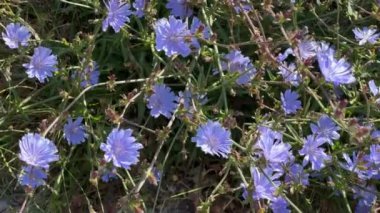 Çiçekli hindiba çalısı. Güneşli bir günde çimento tarlası.