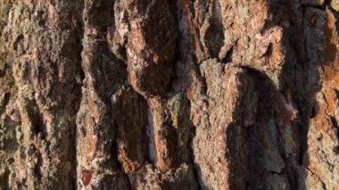 Sabaha karşı kabuklu yaşlı söğüt ağacı.