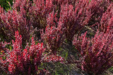 Yazın güneşli bir günde parlak kırmızı yaprakları olan küçük, dekoratif barberry çalıları.