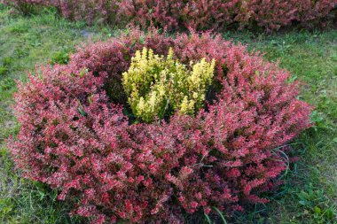 Hava bulutluyken halka şeklinde dikilmiş parlak kırmızı yaprakları olan küçük süslü böğürtlen çalıları.