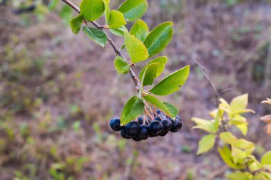 Aronia melanocarpa 'nın bir kolu, ayrıca kara boğaz olarak da bilinir, bulutlu havada olgun meyvelerle, bulanık arka planda yakın plan görüntüsü vardır.