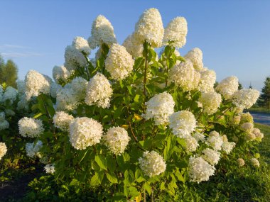 Bushes of the blooming cultivated hortensia, also known as smooth hydrangea with panicles of the white flowers in sunny morning after a sunrise clipart