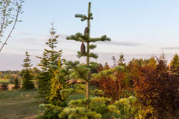 stock image Top of young white fir with immature cones against the sky and other trees and bushes at sunny morning after sunrise