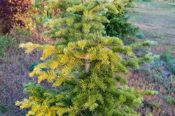 stock image Bottom part of trunk with braches of an young white fir at sunny morning after sunrise