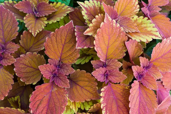 Kapkara havalarda çeşitli kestane rengi yaprakları olan ekilmiş kolaz çalılarının çalısı, yakın çekim parçasının üst görüntüsü