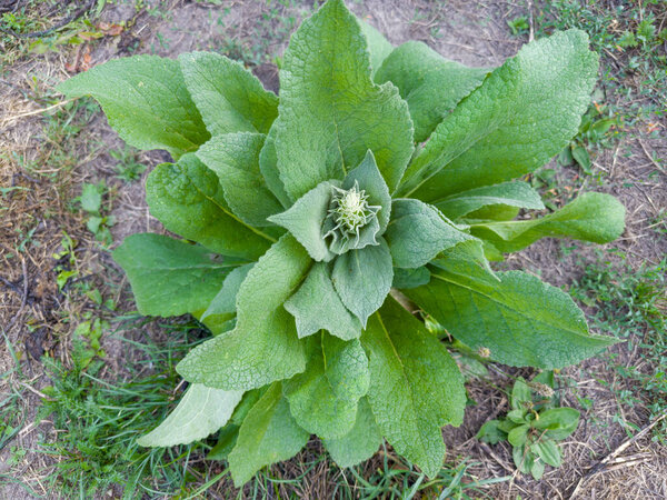 Young plant of the Verbascum thapsus, also known as great mullein with rosette of green hairy leaves still without stem, top view against the soil in overcast weather