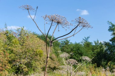 Dry umbellate inflorescences with ripe seeds on high stem of wild growing umbrella plant in forest against the sky at autumn sunny day clipart