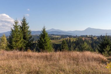 Dağlar, Ukrayna Karpatlar Dağı 'nın en yüksek zirveleriyle kaplı. Hoverla ve Mt. Dağ çayırında kuru çimenleri olan petroller ve güneşli bir sonbahar akşamında tek başına ön planda parlar.